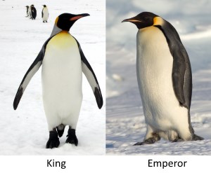 SSFP: King Penguins And Emperor Penguins - Amare Smith